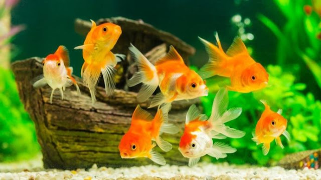 Japon Balığı Bakımı Nasıl Yapılır