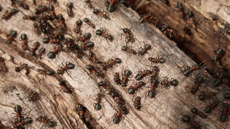 Evdeki Karınca Sorunundan Hızlı Bir Şekilde Nasıl Kurtula Bilirsiniz